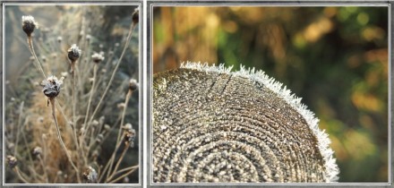 In Sight: Frosty