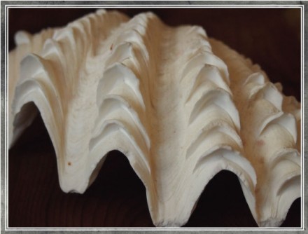 In Sight: Clam Shell from Kenya