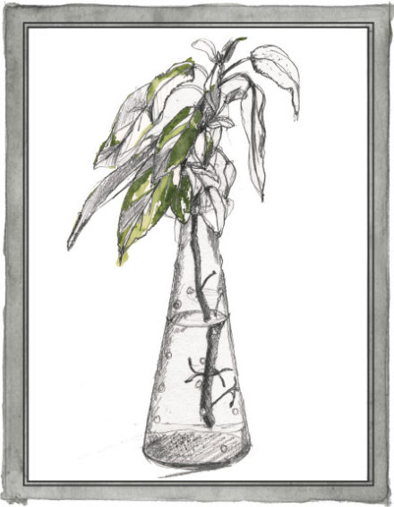 In Sight: Sage