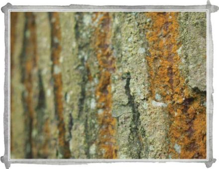 In Sight: Orange Lichen